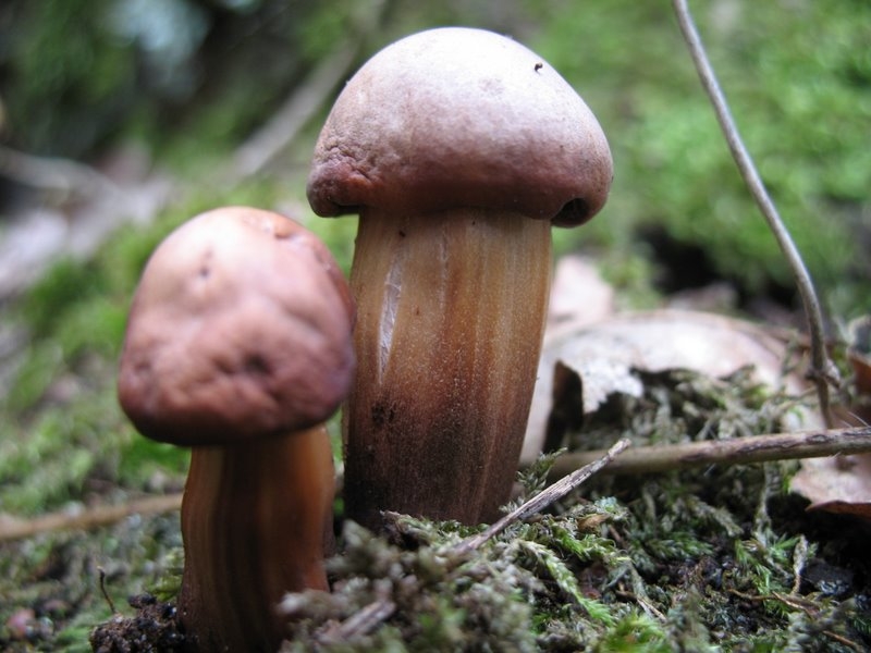 Collybia fusipes 